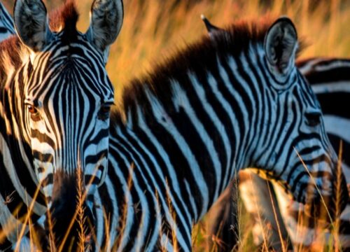 5-Day Group Joining Safari in Tanzania