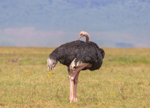 3-Day Luxury Safari to Manyara, Ngorongoro & Tarangire